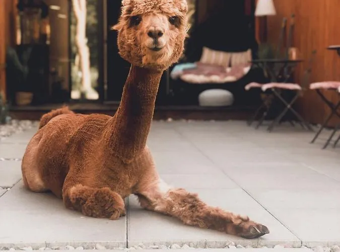 לינה וארוחת בוקר 2 Stodoly Chillout Dziwnów